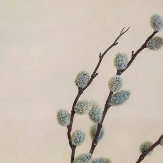 Pussy Willow Stem